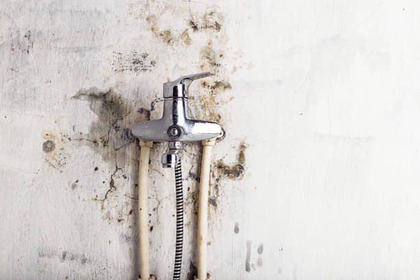 Best Residential Mold Removal  in Sugar City, ID