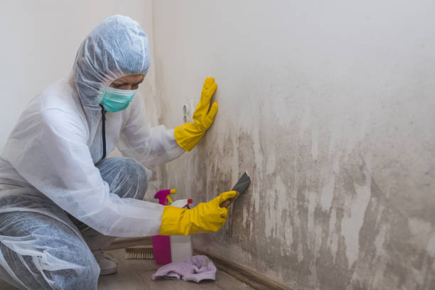 Certified Mold Removal in Sugar City, ID